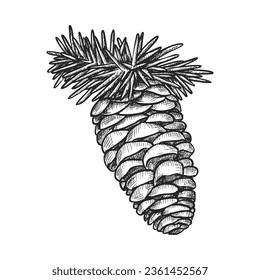 Cone of fir or pine tree. Vector sketch of evergreen plant seed. Realistic cedar or conifer, spruce pinus. Pinecone image for wood or forest sign. Hand drawn biology or botany illustration. Coniferous