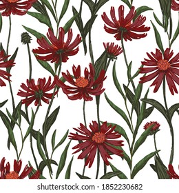 Cone flower or echinacea plants seamless pattern. Hand drawn vector illustration. Realistic botanical background. Wildflowers sketches. Colored vintage design, print, fabric, textile, wrap, wallpaper.