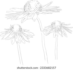 Cone flowers illustration line drawing hand drawn