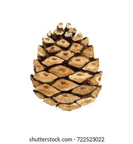 A cone from the forest, on a white background. Vector