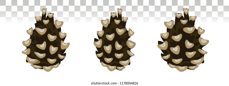 Cone.  Hand drawn coniferous cone. Hand drawn christmas, winter and new year holiday decoration symbol. Nature and forest sign. Vector isolated illustration. Eps 10.