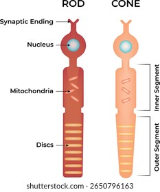 Cone and Rod Cells Structure of Photoreceptors in the Retina