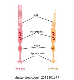 Los fotorreceptores de cono y varilla. Cuerpo sináptico, núcleo, mitocondria y disco. Segmento exterior e interior. Recursos científicos para profesores y estudiantes.