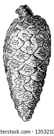 Cone of the Scots Pine are shown in this picture. They are pyramidal in Shape. During pollination are red in colour and when Matured are grey-brown in colour, vintage line drawing or engraving.