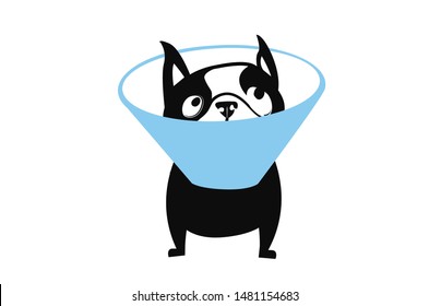 Cone of Shame Boston Terrier Dog