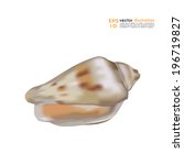 Cone Shell. Vector Illustration. Detailed realistic image of sea shell against white background. Nature banner for food and cosmetics product package labeling, greeting cards, decals. Editable EPS10.
