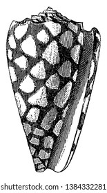 Cone Shells are numerous and beautiful found in southern and tropical seas, vintage line drawing or engraving illustration.