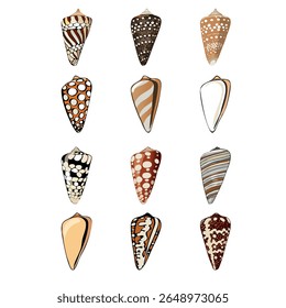 Cone snail shells with different patterns and colours, vector isolated objects in realistic style on a white background