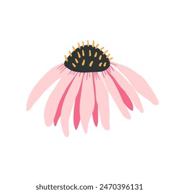 Coneflower bud isolated on white background. Echinacea Purpurea wild flower. Vector hand drawn illustration.