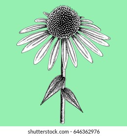 Coneflower colored in black and white on color background. Stylized blossom sketched with ink vector illustration.