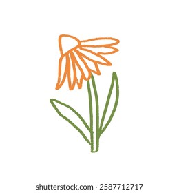 Coneflower flower crayon drawn. Spring plant doodle isolated on white background. Summer floral kids element. Chalk or pastel style childish scrawl wildflower shape. Vector illustration by pencil.