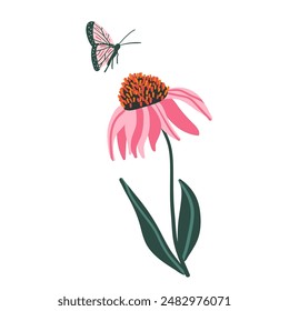 Coneflower isolated on white background. Purple Echinacea flower with leaves. Pink wildflower and butterfly. Vector hand drawn illustration.