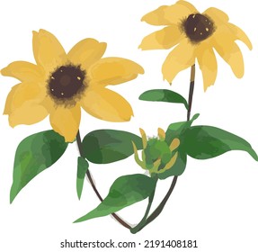 Coneflower painted with digital watercolors.