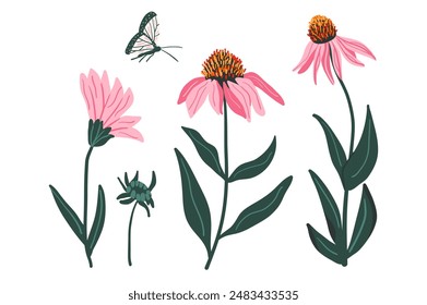 Conjunto de flores de coneflower púrpura aislado sobre fondo blanco. Colección de flores silvestres Echinacea Purpurea. Vector dibujado a mano ilustración plana.