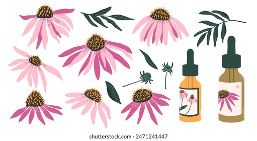 Coneflower purple with leaves and essential oil set isolated on white background. Aurvedic plants. Echinacea Purpurea wild flowers collection. Vector hand drawn illustration.