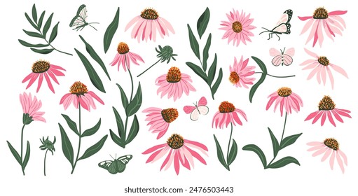 Coneflower purple set isolated on white background. Echinacea Purpurea wild flowers collection. Vector hand drawn illustration.