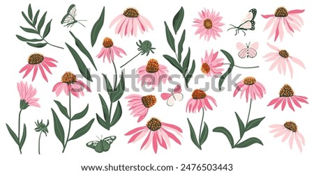 Coneflower purple set isolated on white background. Echinacea Purpurea wild flowers collection. Vector hand drawn illustration.