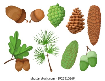 Cones and acorns set. Green and brown pinecones, pine tree branch, oak leaves isolated on white. Vector illustrations for nature, summer, forest, woods, seeds concept