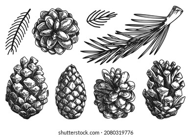 Cones and branches of different plants Isolated on white background. Sketch, illustration by hand drawn