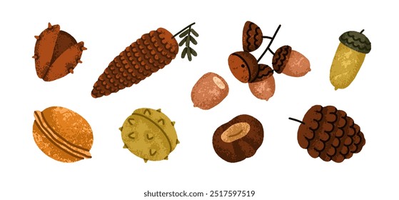 Cones, chestnut, nut, acorn set. Autumn botanical decorations collection. Pinecone, walnut, fruit, fall season decorative design elements. Flat vector illustration isolated on white background