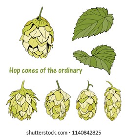 Cones and leaves of hops ordinary. Vector illustration