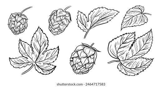 Cones and leaves of hops. A set of vector black-and-white hand-drawn illustrations highlighted on a white background. Design elements for pub or restaurant menus, labels and poster, logo and packaging