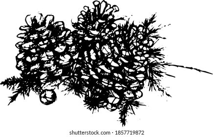 Cones on a branch. Christmas tree, spruce, forest. Vintage, retro style. Hand-drawn vector illustration. Doodle sketch. Separate element on a white background. Black and white line.