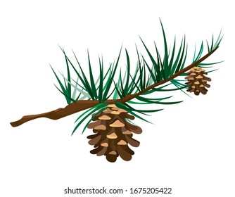 Cones on branch. Vector illustration in cartoon style.