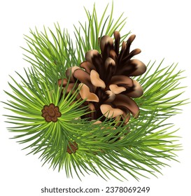 cones on green pine branches. New Year's decor. Winter holidays and congratulations. Sale and discounts. vector. Eps 10