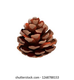 cones on a pine branch, vector