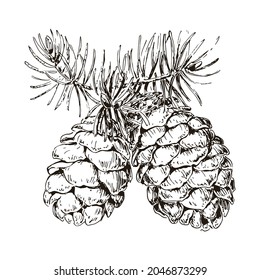 Cones of pine. Hand drawn vintage sketch illustration. Black and white vector elements. Botanical background. Conifers.