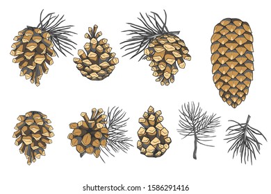 Cones and pine needles collection. Merry Christmas and Happy New Year cards elements. Vector illustration.
