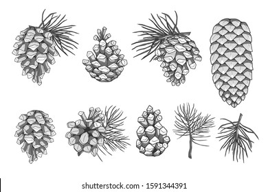 Cones and pine needles collection. Merry Christmas and Happy New Year cards elements. Vector illustration.