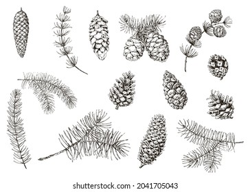 Cones of pine, spruce, larch, fir tree. Hand drawn vintage sketch illustration. Black and white vector elements. Botanical background. Isolated engraving illustration.