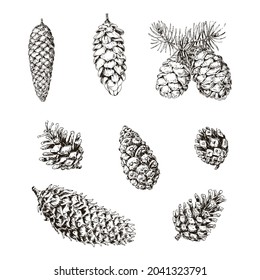 Cones of pine, spruce, larch. Hand drawn vintage sketch illustration. Black and white vector elements. Botanical background.
