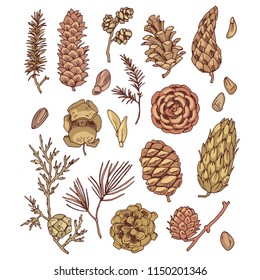 Cones and seed set of vector drawings for design and illustration.