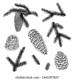 cones set and pine and spruce tree branches. Vector sketch hand drawn illustration.