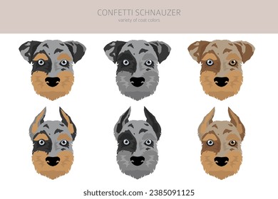 Confetti Schnauzer clipart. Miniature Schnauzer Australian shepherd mix. Different coat colors set.  Vector illustration