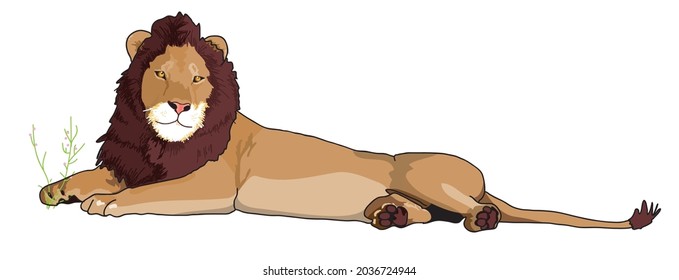 León de descanso con hombre
