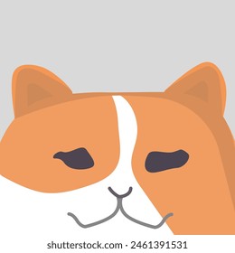 Confuse a half split Orange Cat with Pure White Accents. at with Pure White Accents Confuse a half split Orange