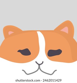 Confuse Split Half Striking Flame Orange Cat with Pure White Accents. Cat with Pure White Accents Confuse Split Half Striking Flame Orange 