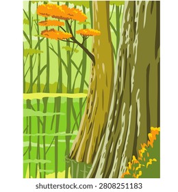 Congaree National Park illustration featuring towering old-growth trees, lush wetlands, and scenic wilderness landscapes