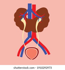 Congenital Disorder Horseshoe Kidney Vector Illustration