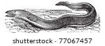 Conger Eel or Conger sp., vintage engraving. Old engraved illustration of a Conger Eel.  Trousset Encyclopedia