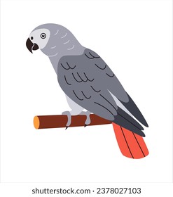 Congo grey parrot. African bird with red tail and gray feathers. Tropical birdie from Africa. Exotic fauna.