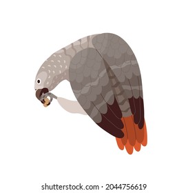 Congo grey parrot eating. African bird with red tail and gray feathers. Tropical birdie from Africa. Exotic fauna. Realistic flat cartoon vector illustration isolated on white background