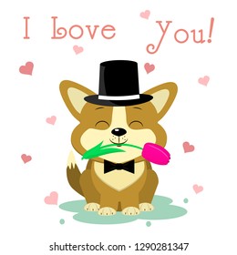 Congratulations on Valentine s Day. A cute puppy of corgi in a hat and a bow-tie sits and holds a tulip flower against the background of three hearts. Flat design, cartoon style, vector.