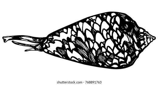 Conidae mollusc or cone snail ink vector illustration. Marine gastropod mollusc with shell. Venomous cigarette snail