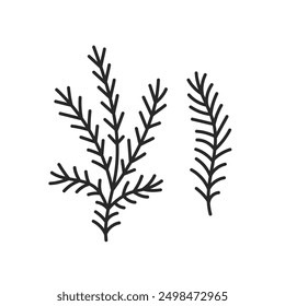 Conifer Branch Doodle Set. Hand drawn Spruce Fir Pine twig. Line art. Sketch. Isolated vector illustration. Decorative botanical element.