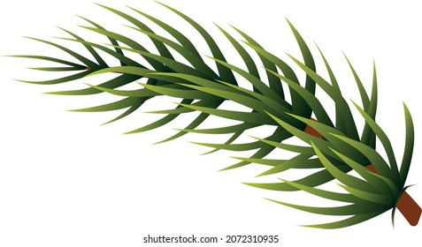 Rama de conferencia. Agujas de árbol verde. Pine spruce